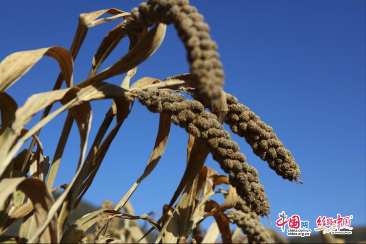 沉甸甸的谷穗儿压弯了枝腰.贺冬鹏/摄