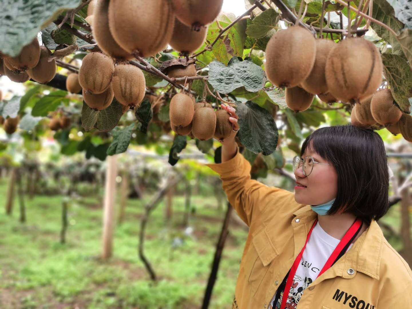 据了解，眉县是中国猕猴桃之乡，先后被认定为国家猕猴桃标准化生产示范