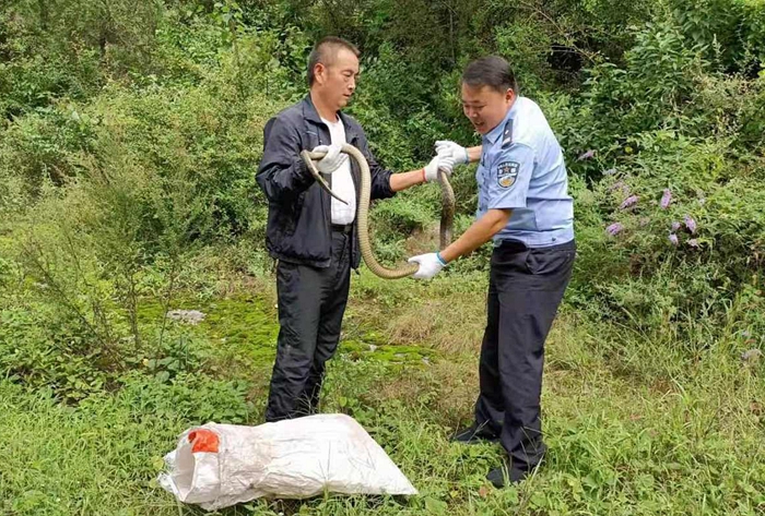 人行街道蛇出没民警抓蛇解民忧