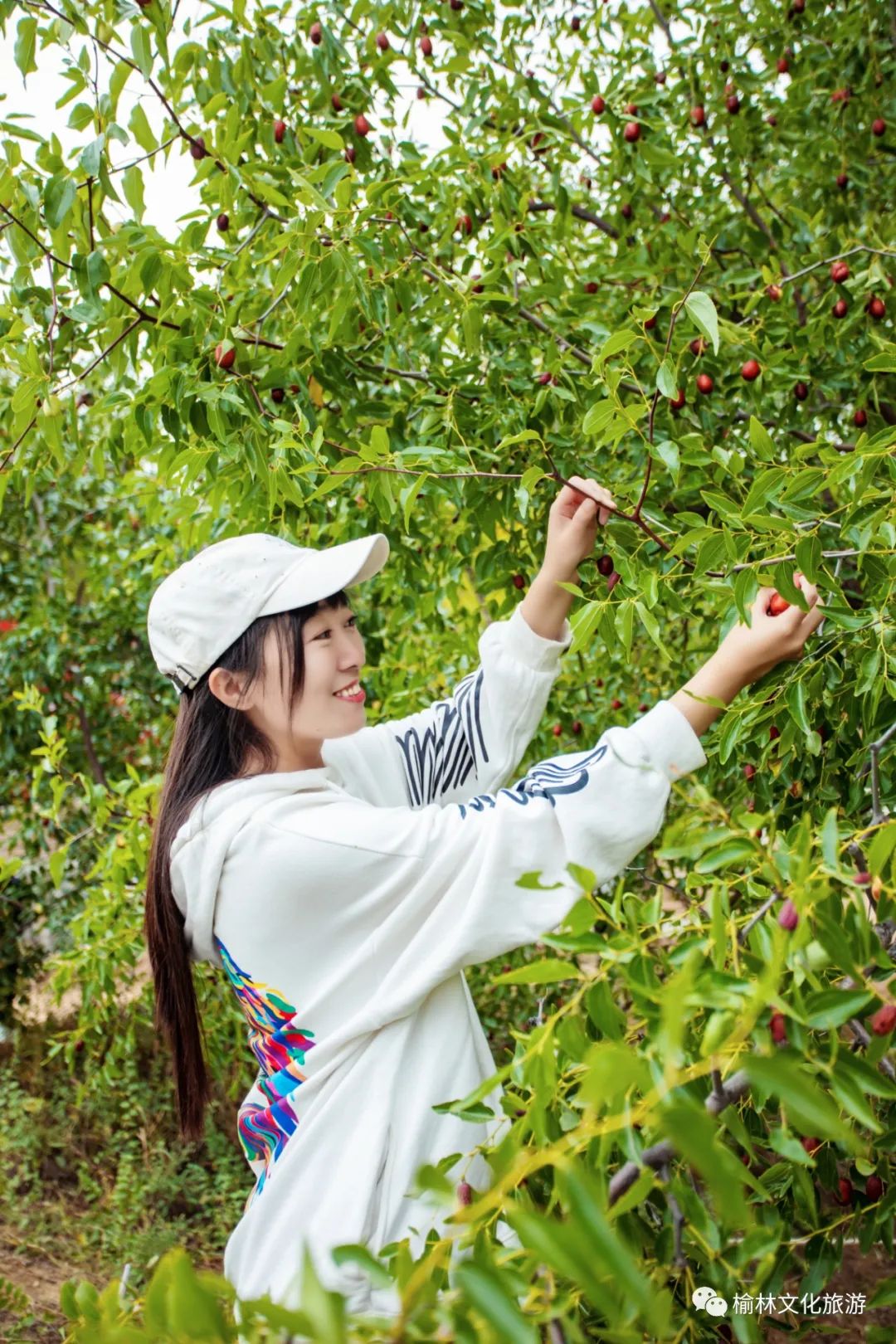 庆丰收,摘红枣,赏秋景.