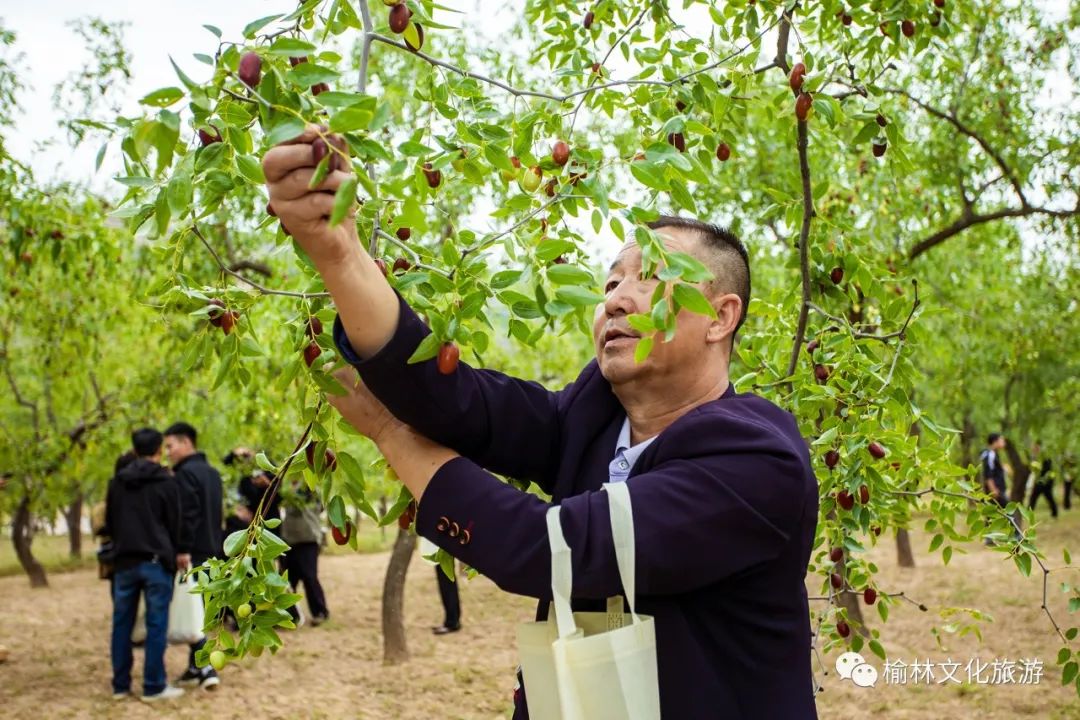 庆丰收,摘红枣,赏秋景.