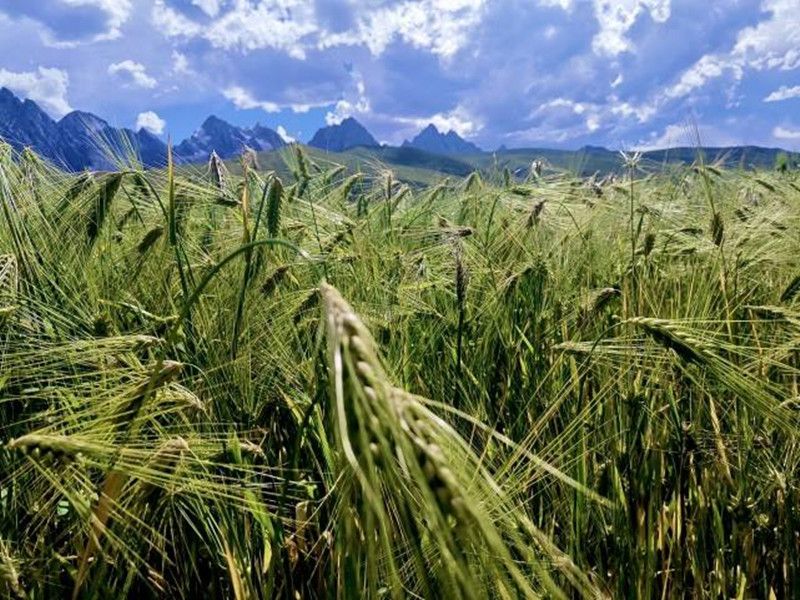 青稞的启示_悦读_西部法制传媒网_西部法制权威网媒