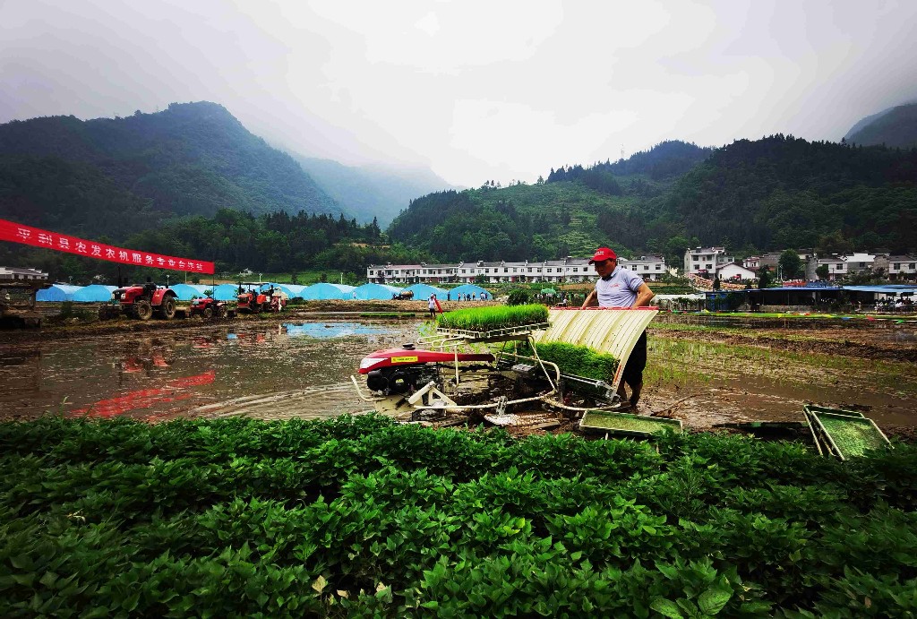 平利广佛镇举办首届插秧节