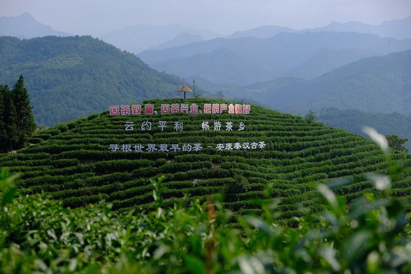 平利茶山风景图片
